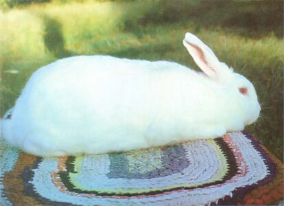 Ten Commandments for Raising Healthy Rabbits Image